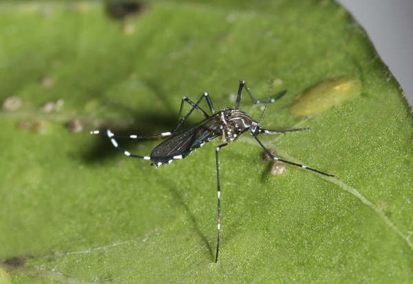 The Aedes aegypti mosquito